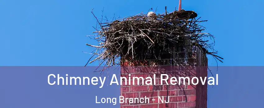  Chimney Animal Removal Long Branch - NJ