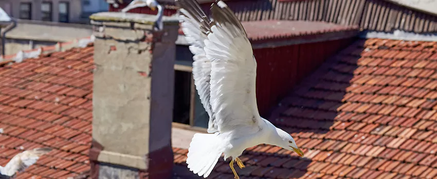 Residential Chimney Animal Removal Solution in Long Branch, NJ
