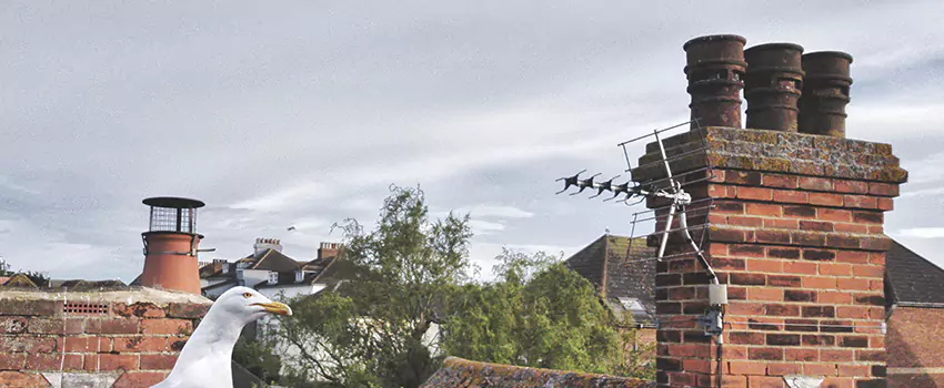 Chimney Cleaning And Restoration in Long Branch, New Jersey